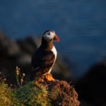 2. The Orkney islands are a wildlife-free zone.
