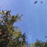 NEWS_Parrots_AudreyRudolph1