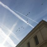 NEWS_Parrots_AudreyRudolph2