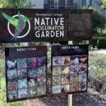 LocalWidlife_FEATURE_Bella1ONLINE