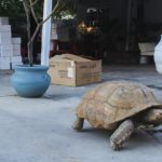 Tortoise.COMMUNITY.GracePozen.03-2