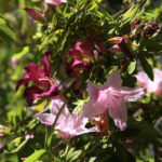 Blooms_MEDIA_NancyZhou-1