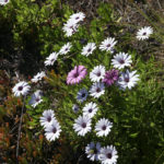 Blooms_MEDIA_NancyZhou-2