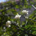 Blooms_MEDIA_NancyZhou-3