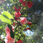 Blooms_MEDIA_NancyZhou-5