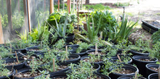 UEPI, FEAST host seed donation event for local school gardens