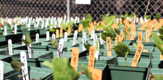 Eagle Rockdale Community Garden and Art Park Holds Plant Sale