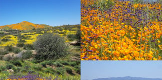 February showers bring many flowers to campus