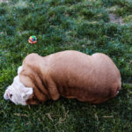 DogsOnCampus_MEDIA_Kathy12