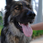 DogsOnCampus_MEDIA_Kathy9