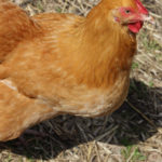 Meetthechickens_FEATURES_VictoriaWinter4