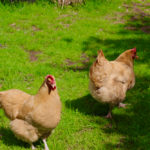 Meetthechickens_FEATURES_VictoriaWinter5