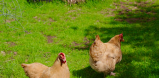 More than meets the (bird’s) eye: The storied past and future of FEAST’s hens