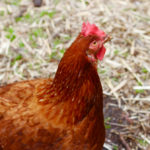 Meetthechickens_FEATURES_VictoriaWinter9