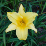 OxyFlowers_MEDIA_EmilyBartylla_10