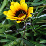 OxyFlowers_MEDIA_EmilyBartylla_12