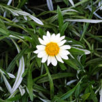 OxyFlowers_MEDIA_EmilyBartylla_13