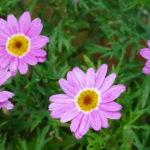 OxyFlowers_MEDIA_EmilyBartylla_6