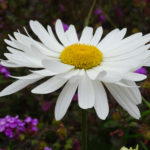 OxyFlowers_MEDIA_EmilyBartylla_7