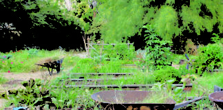 With historic roots and horticultural hideaways, Eagle Rock High School’s garden lets students & community grow