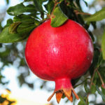 FruitTrees_COMMUNITYNEWS_GwenBerghof8