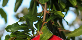 Eagle Rock residents rooted in simple pleasures by their fruit trees