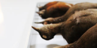 Moore Lab of Zoology: How genetics and 39,000 specimens of Mexican birds offer insight into climate change