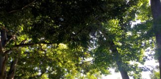 Letter from my not-home