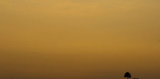 Palm-trees and Smoke: A new reality for Los Angeles