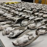 NEWS_Birds_RiverLisius_1