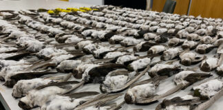 Canaries in a coal mine: What the Southwestern bird die-off can reveal about the environment