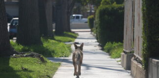 Occidental changes coyote policy following public criticism