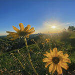 FlatTop_CommNews_Mira1