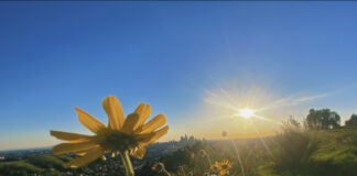Lincoln Heights locals, organizers and advocates run for neighborhood council on land justice platform