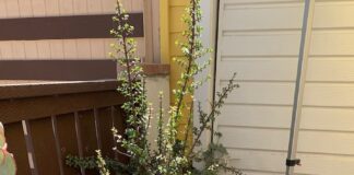 ‘Solo el pueblo salva al pueblo:’ organizers plan event to honor fallen day laborers