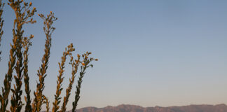 From College Hill to Fiji Hill: The history of a beloved Occidental landmark