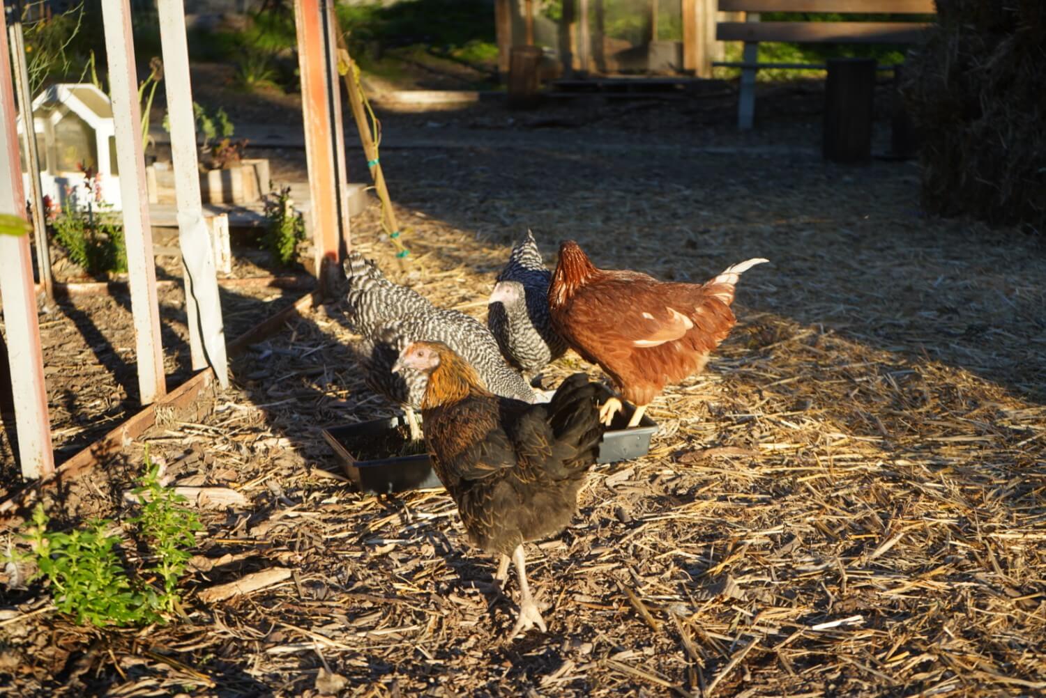 FEAST garden hens