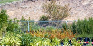 Arraigado en la comunidad, North East Trees defiende los espacios verdes en LA