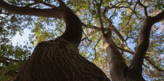 Beloved crossroads: Disciplines converge and diverge on the Academic Quad oak tree