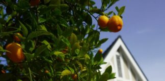 COVID-19 surge during week of March 27 tested Occidental’s isolation housing capacity covid house