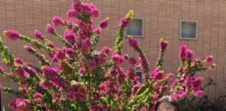 Special Collections hires Dr. Julie Tanaka as its new director julie tanaka