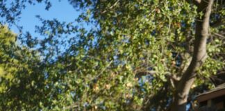 Writer in Residence Chekwube Danladi is edgy, tender and accomplished chekwube danladi