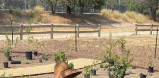 Occidental reimagines campus plant life in light of drought