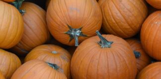 Cougar Mountain Pumpkin Patch brings fun and festivity to Eagle Rock