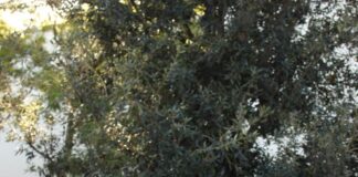 Athletes of the Week Nolan Upchurch and Ainsley Shelsta recount great plays and excellent performances Nolan Upchurch