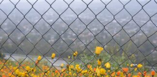 Locals spot blooming flower patches, but are they super blooms? Superbloom