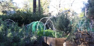 FEAST continues to return Fiji hillside to its indigenous roots FEAST