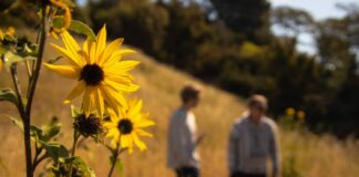 Poppy Peak hillside development at standstill, but future remains unclear Poppy Hill