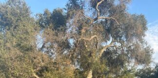 Occidental athletes on rest and recovery