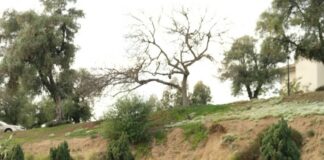 Occidental’s baseball team credits its recent successes to its focus on ‘getting back to square one’